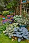 USA, Washington State, Sammamish. Garden with hosta and impatiens in late spring time bloom Art Print